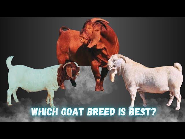 Boer Goats vs. Savanna Goats vs. Kalahari Red Goats | Key Differences and Advantages