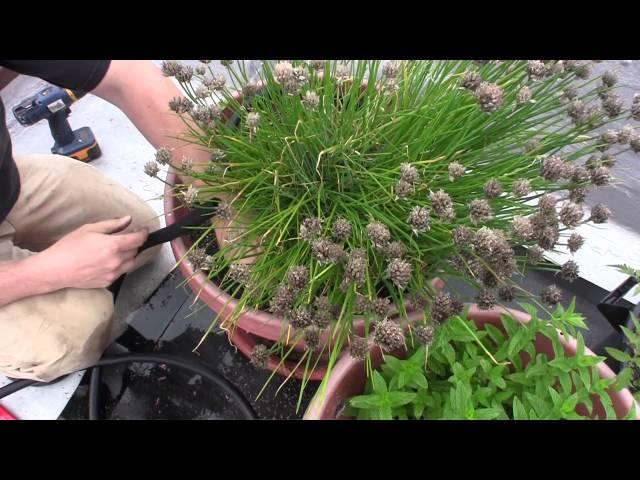 Drip Irrigation for container gardening - GardenFork