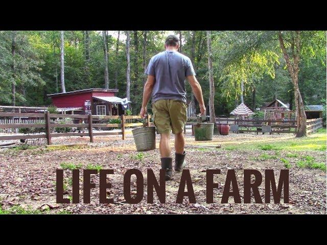 Life On A Farm - Morning & Evening Chores - Our Daily Homestead Routine