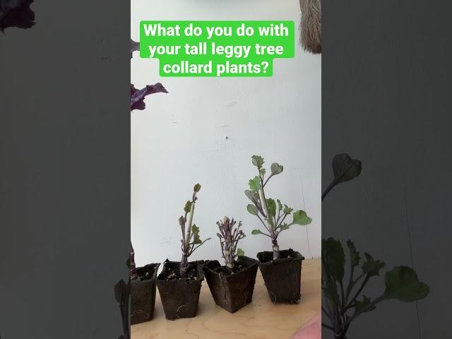 What Do You Do With Your Leggy Tree Collards? #collardgreens #treecollards