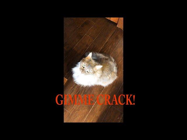 #shorts  Kitty Krack  #bigcats #cats #cutecats #orange #ginger #crack #temptations #catlovers