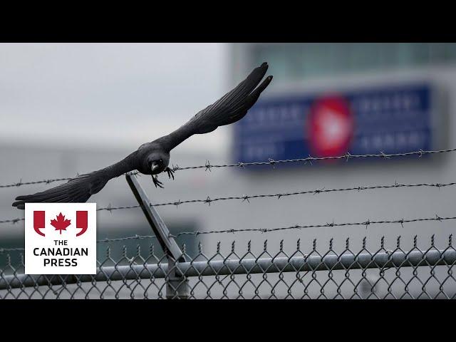 Researchers say Vancouver is mostly pro-crow