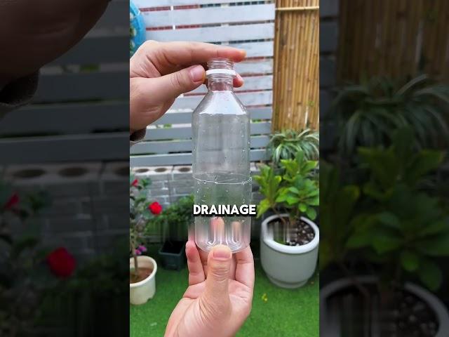 increase the chance of high survival plant by this method #bougainvillea #cutting