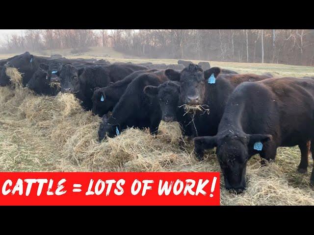 A Typical Day Taking Care Of 300 Head Of Cattle!