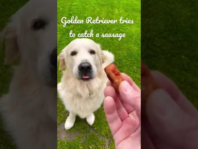 Sonny the Golden Retriever Tries to Catch a Sausage #shorts