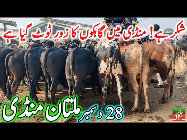 Multan Cow Mandi Fresh Latest Video || Cholistani Ablk Nukre Sahiwal Bachre || Cow Mandi 2024