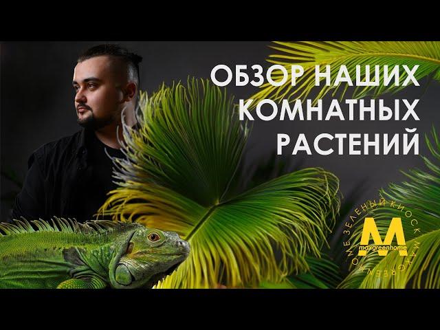 Обзор наших комнатных растений в Казани!