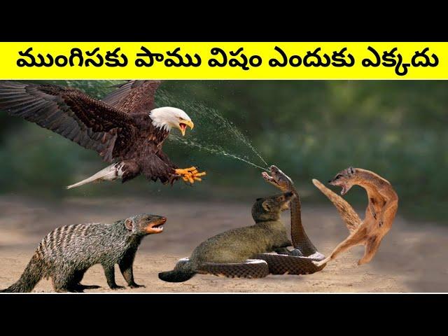 WHY MONGOOSE AND SNAKE ARE ENEMIES / HOW MONGOOSE SURVIVE SNAKE BITE