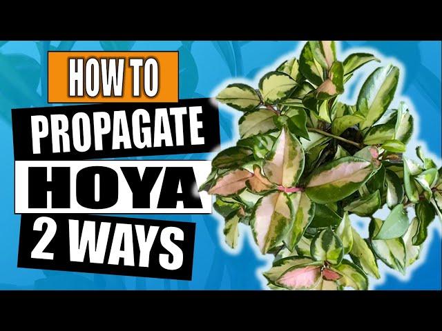 Hoya: How To Propagate in Water and Soil