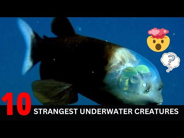 Top 10 Strangest Underwater Creatures | Top 10 Strangest  Sea Underwater Creatures