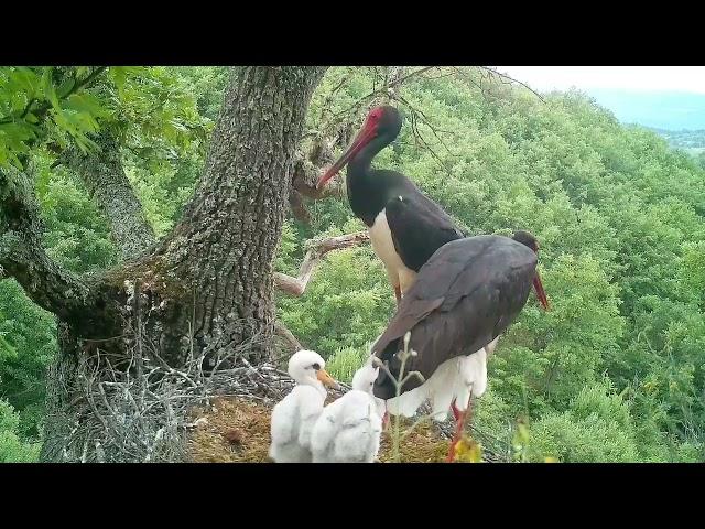 The Black Stork (Ciconia Nigra) feeding the little ones in Kosovo