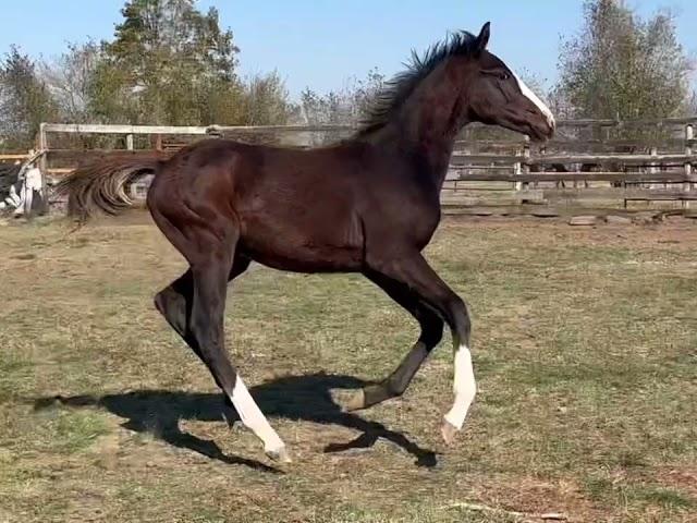 Dr. Magorian - 2024 American Warmblood Colt- Oct 2024