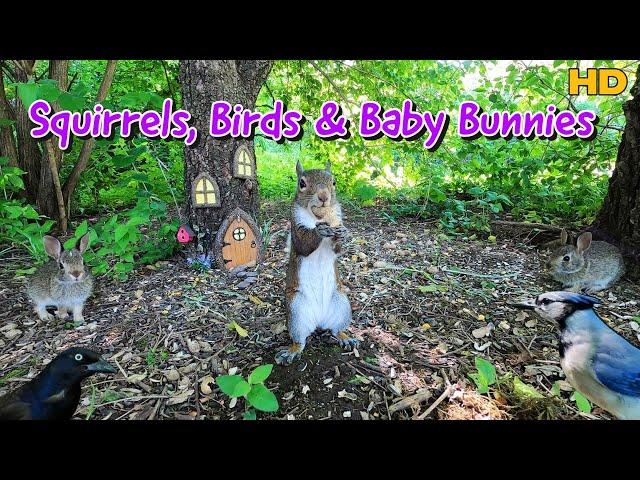  Baby Bunnies, Squirrels & Birds  at the Fairy House | 10-Hour TV for Pets & People |