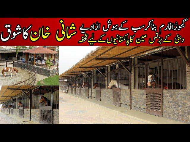 Most beautiful desi  horses club || Shani khan horses || Attock Pakistan || شانی خان کا گھوڑا فارم