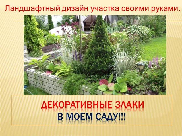 Декоративные злаки в моем саду! Ландшафтный дизайн участка своими руками!