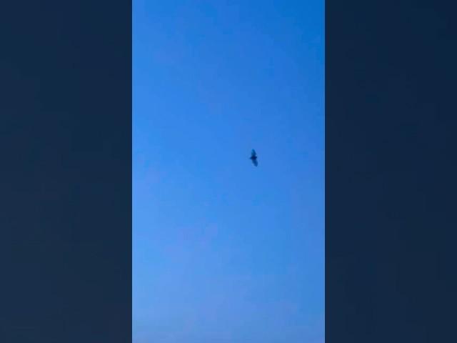 Common Pipistrelle Bats On The Move #bats #nature