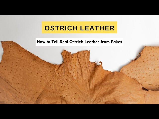 Real Ostrich Leather? How to Tell the Difference Between Real Ostrich Leather and Fake Leather Print