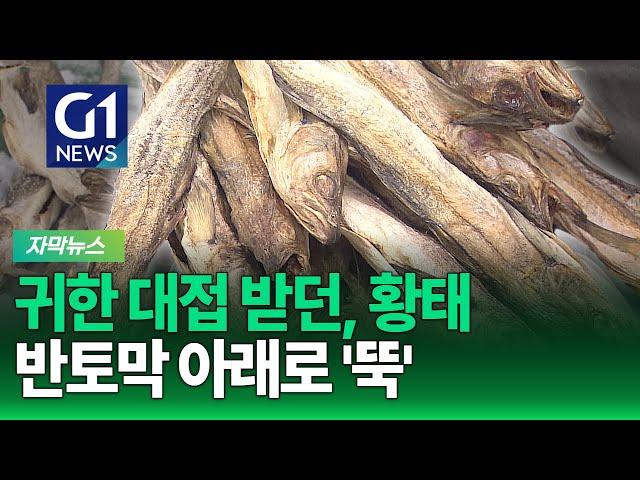 [G1자막뉴스] 귀한 대접 받던, 황태.. 생산량 반토막 아래로 '뚝'