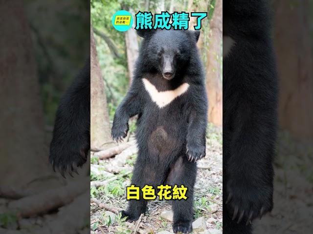 震驚馬斯克的【人扮熊】……|自說自話的總裁
