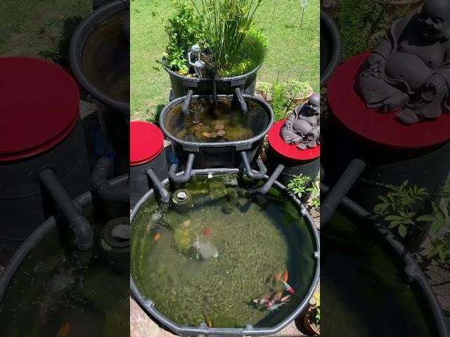 Rubbermaid stock tank goldfish pond