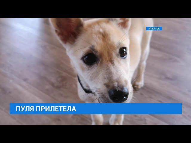 Пуля прилетела в Иркутск. Путешествие из Луганска в Иркутск