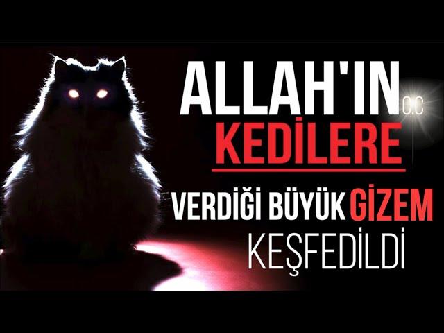 YOK ARTIK! ALLAH'IN KEDİLERE VERDİĞİ BÜYÜK GİZEM KEŞFEDİLDİ.