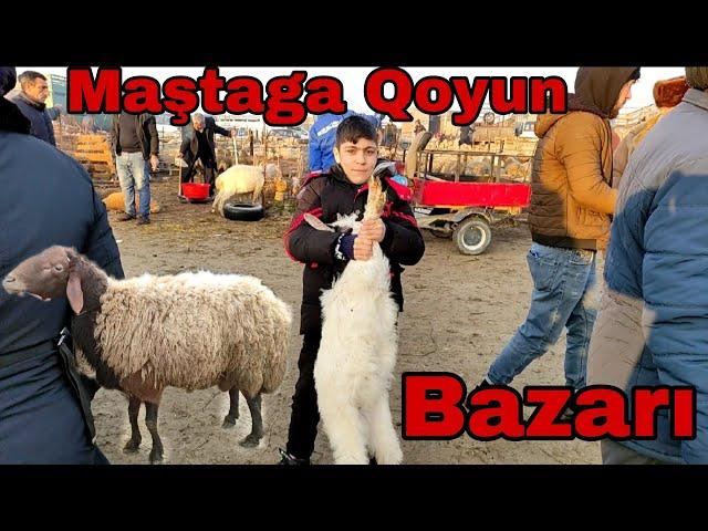 Maştaga Qoyun Bazarı 30 yanvar 2022 #elixezer #mastagaqoyunbazari #mastagamalbazari