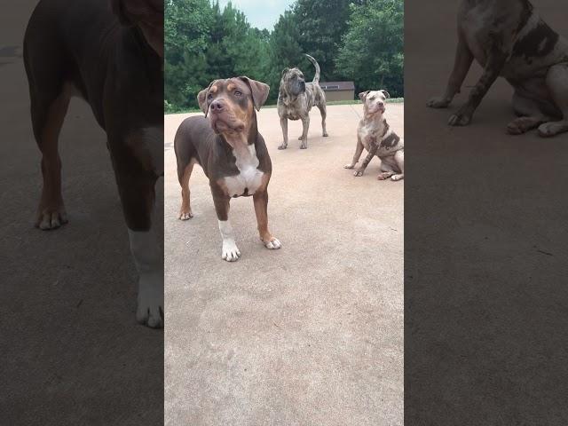 MERLE X AMERICAN BULLY#puppy #youtubeshorts #dog #pitbull #americanbully #shorts #youtube