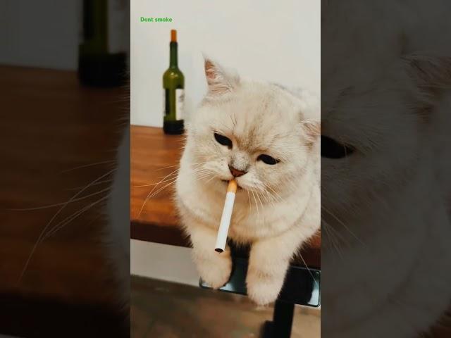 does this kitty smoke the cigarette. cat | cute | kitty |smoking cat | love cats