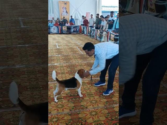 Beagle With Handler #petsplaza #dogwholesalemarket #puppydietchart #shortvideo #shortvideoviral