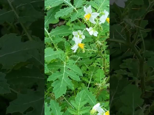 Carolina horsenettle/ radical weed, sand brier, bull nettle,devil's/wild tomato (बिच्छू घास,कंडाली)
