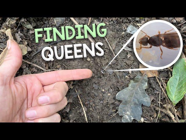 Finding Queen Ants & Colonies #4 | My Trip to Fox Burrow Woods, UK