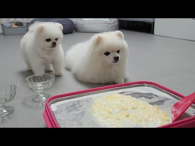 I made rolled ice cream for the puppies who are sick of the heat