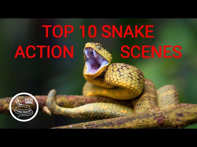 TOP 10 wild snake scenes, THE BEST SNAKE ACTION, snake hunt, snake fight