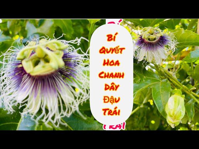 Bi quyết hoa chanh dây đậu trái . Chăm sóc cây Chanh dây   Hơw to poninate of passion fruit flowers