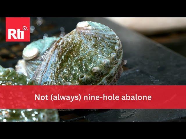 Not (always) nine-hole abalone | Taiwan News | RTI