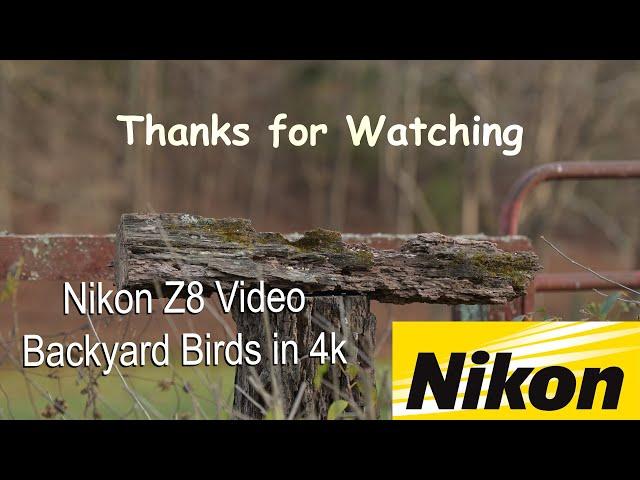 Nikon Z8 Video with Bird Action from the Backyard