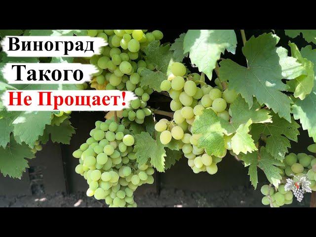 ВИНОГРАД такого НЕ ПРОЩАЕТ! ОШИБКИ Начинающих ВИНОГРАДАРЕЙ