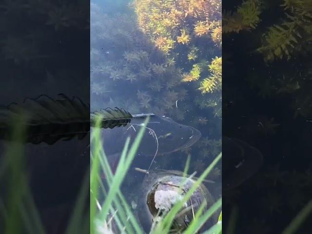 Sight Fishing Peacock Bass in Miami HUGE Double Up!