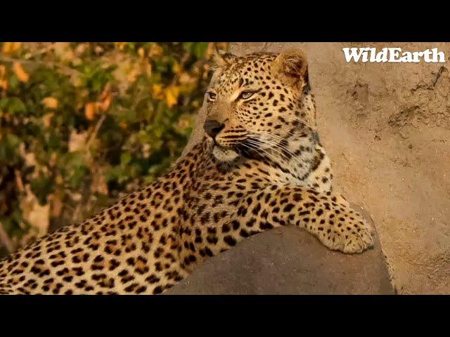 Laluka the leopardess announces her arrival