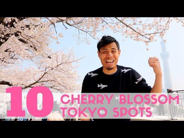 Top 10 Cherry Blossom Tokyo Spots | Sakura watching and Hanami Guide