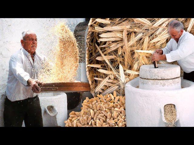 The oldest wheat: einkorn. Grain grinding in a stone mill and craftsmanship of this cereal