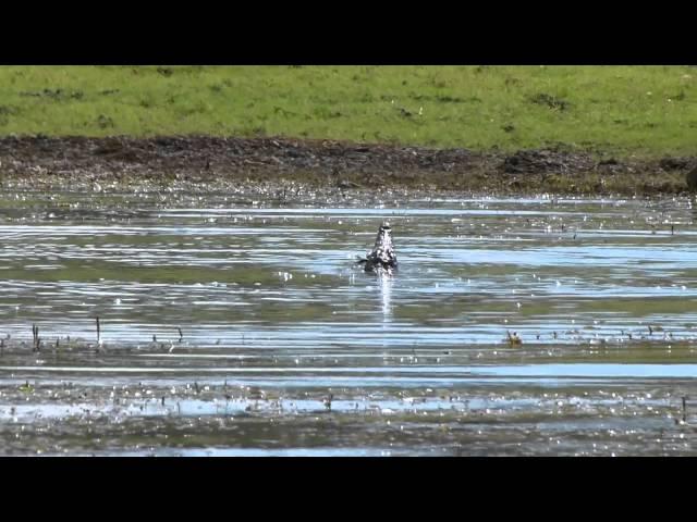 Tiger Fish kills crocodiles lunch, duck.