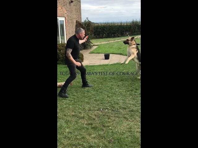 Family Protection Dogs In Action