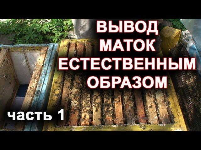 Вывод маток естественным способом. часть 1.