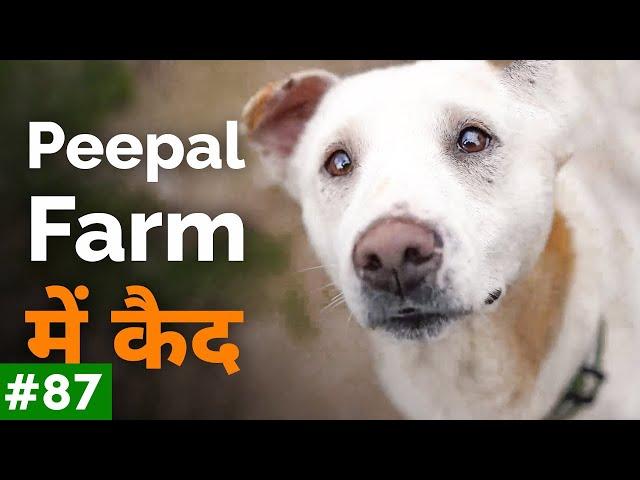 Peepal Farm me kyun kaid hai dog | Do dogs ke beech me hui ladai | Peepal Farm Update #87
