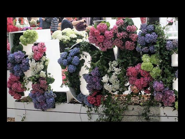 Hydrangea Flowers Exhibition