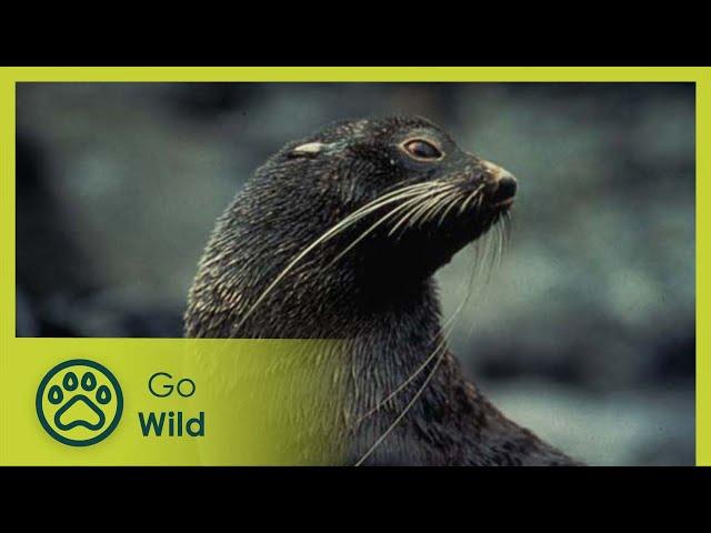 The Fur Seal Nursery - Marine Mammals 6/9 - Go Wild