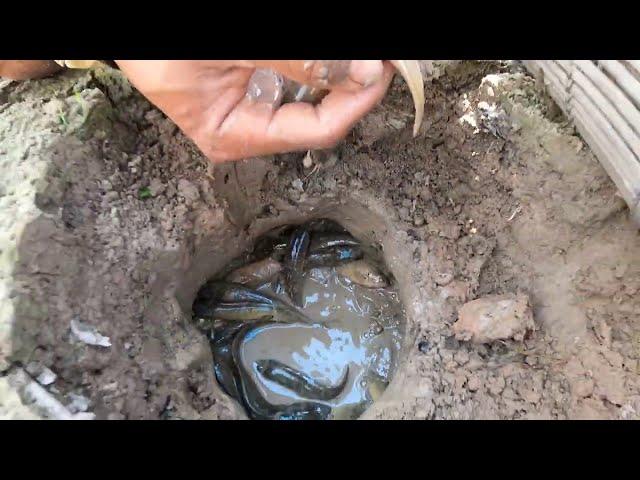 Amazing! Dry Season Fishing - Searching Finding Climbing perch Cat Fish & Snakehead Fish On Dry Land