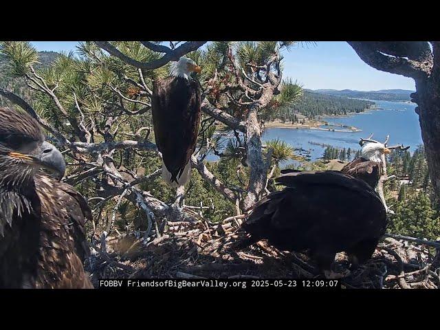 FOBBVCAM Eagles 10 FEEESH Deliveries Maybe Jackie & Shadow Want the Kids to Stay 🪹 2025 May 23
